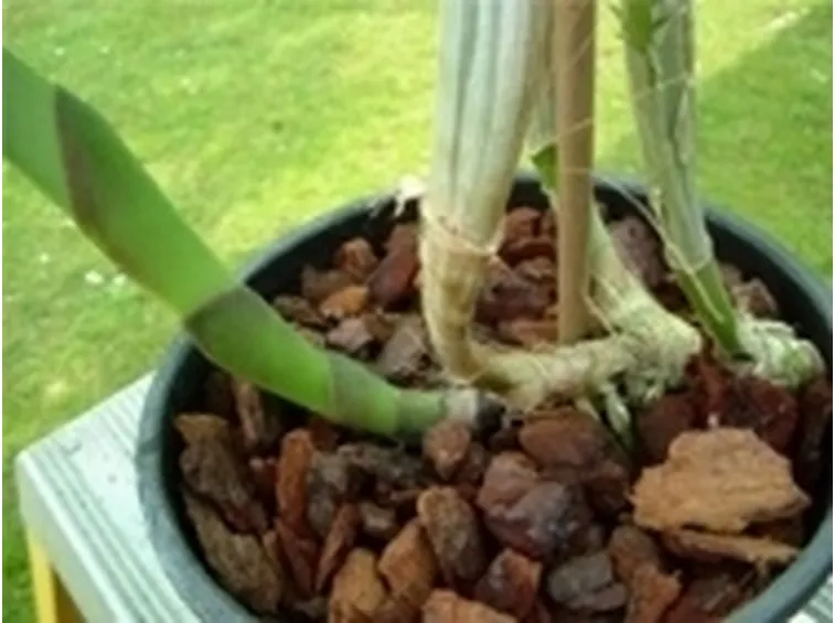 rinvaso di orchidee