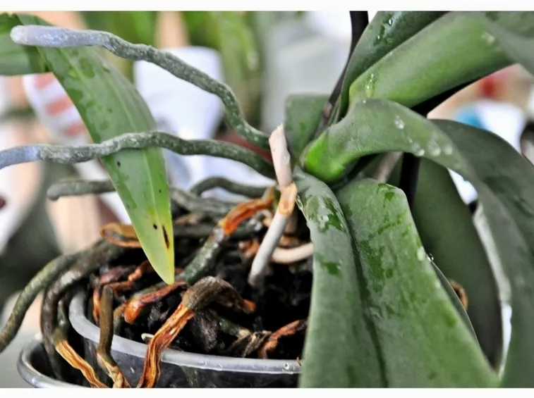 il vaso è la dimora delle orchidee