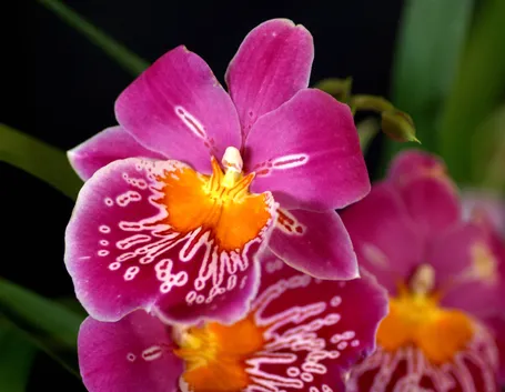 Orchidea miltonia