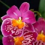 Orchidea miltonia
