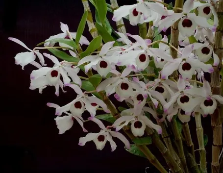 Orchidea Dendrobium
