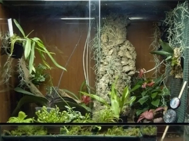 un terrario per orchidee