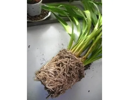 radici di orchidea