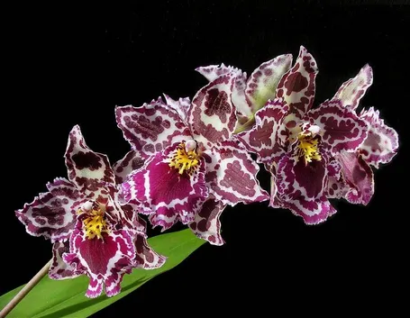 Orchidea: Odontoglossum