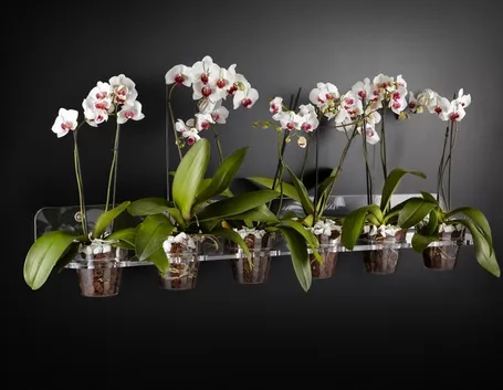 Phalaenopsis in vasi di plastica trasparente
