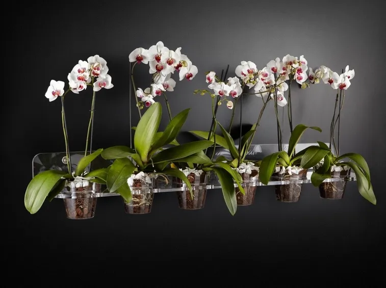Phalaenopsis in vasi di plastica trasparente