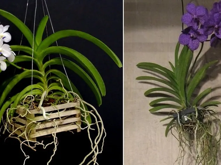 Orchidee con radici aeree
