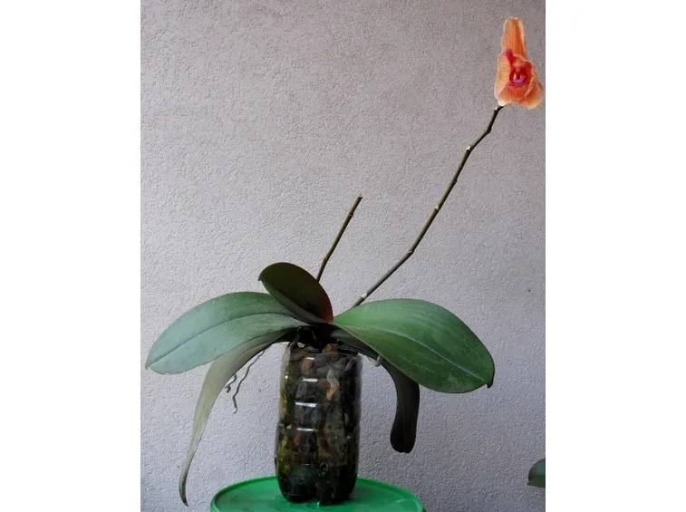 Orchidea coltivata in bottiglia di plastica