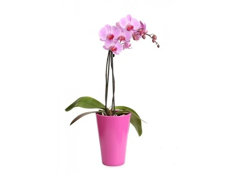 Coprivaso in tinta con la phalaenopsis