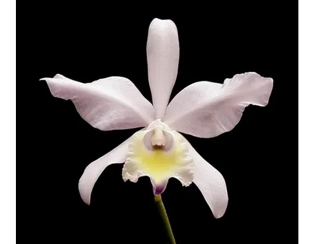 primo piano orchidea.