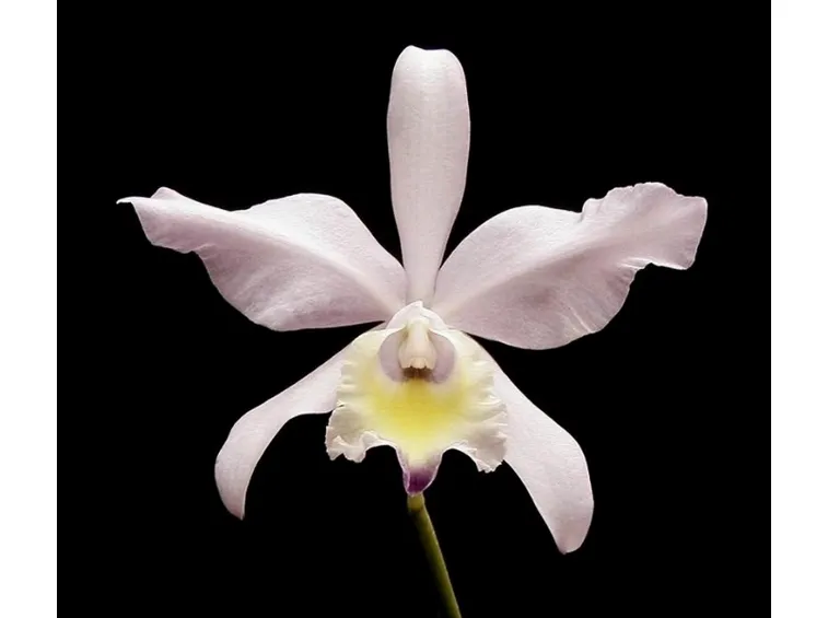 primo piano orchidea.
