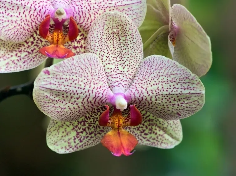 orchidea maculata.