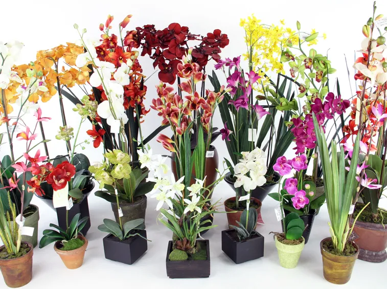 orchidee vasi