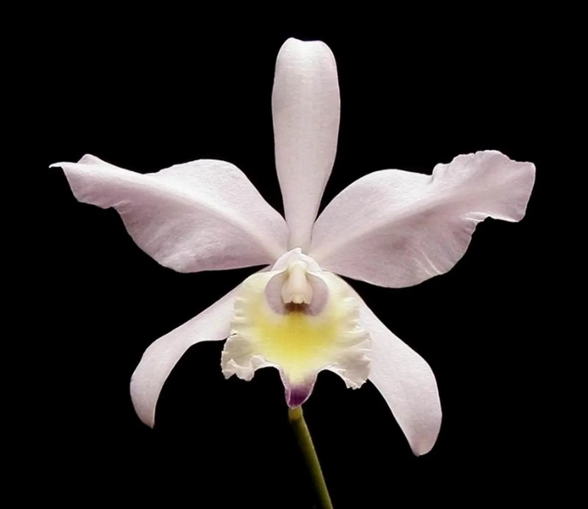 primo piano orchidea.