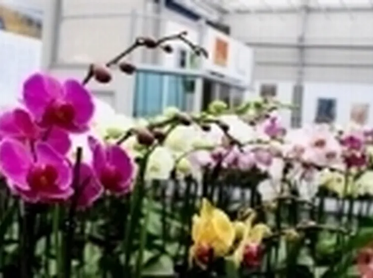 orchidee vivaio