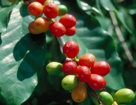Coffea arabica