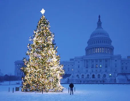 L'albero di Natale di piazza San Pietro a Roma