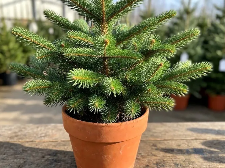 Alberi di Natale che vengono piantati