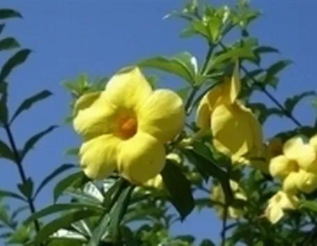 Fiore di Allamanda.