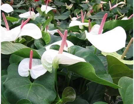Piante di anthurium bianco