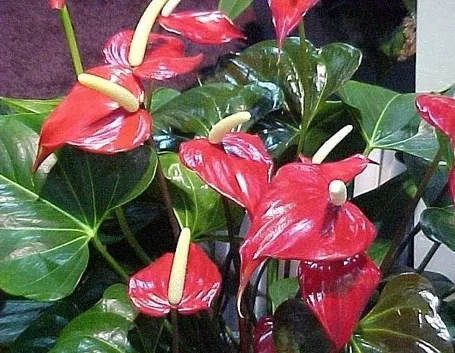 Anthurium - pianta ornamentale da appartamento