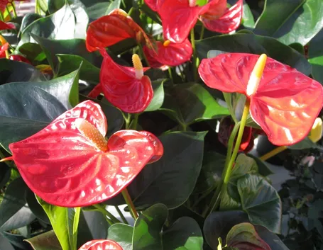 fiore di Anthurium