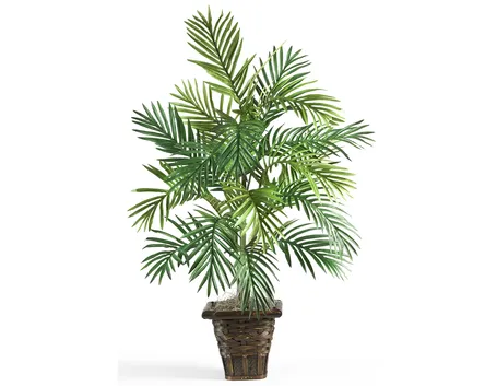 Esemplare di Areca