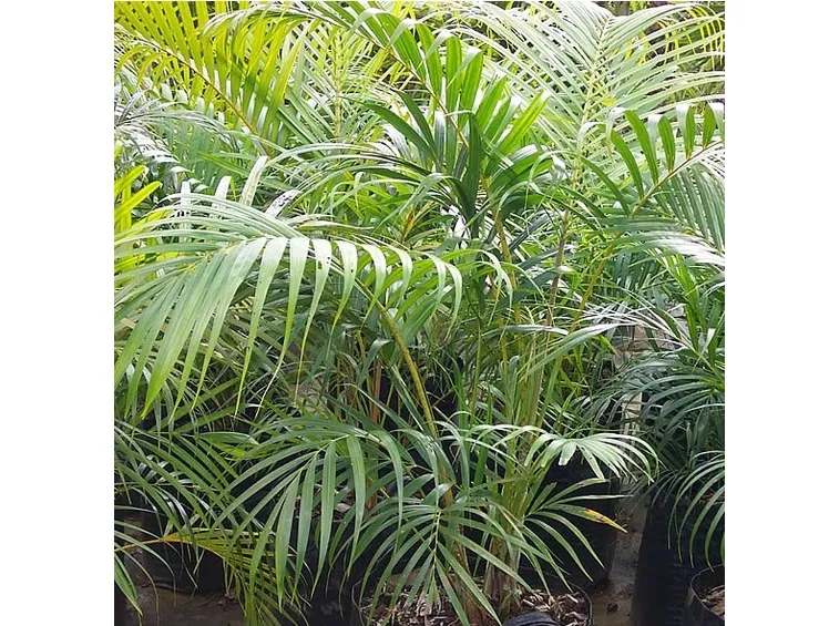 Foglie di Areca.