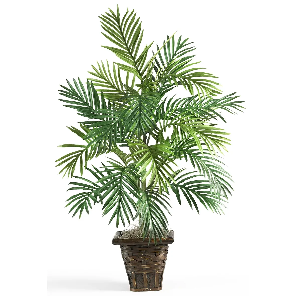 Esemplare di Areca