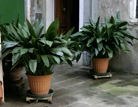 Aspidistra in vaso.