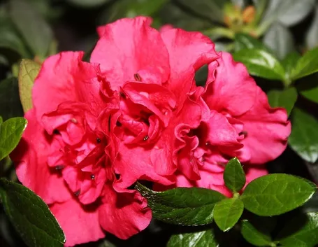 azalea fucsia in vaso