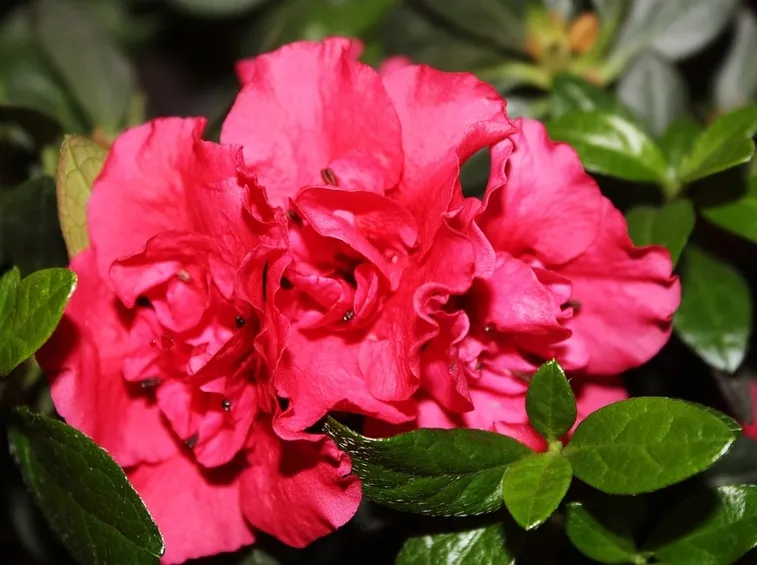 azalea fucsia in vaso