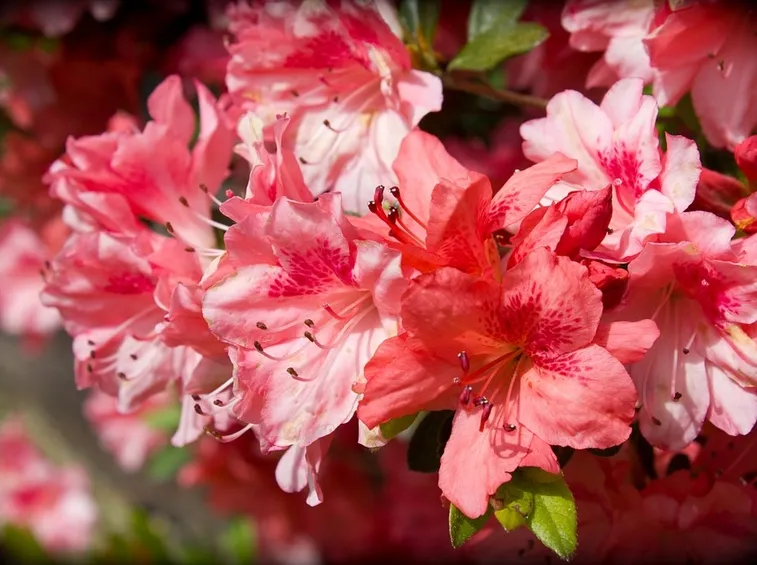 azalea rossa