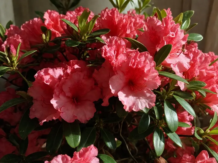 Esemplare di azalea rossa.