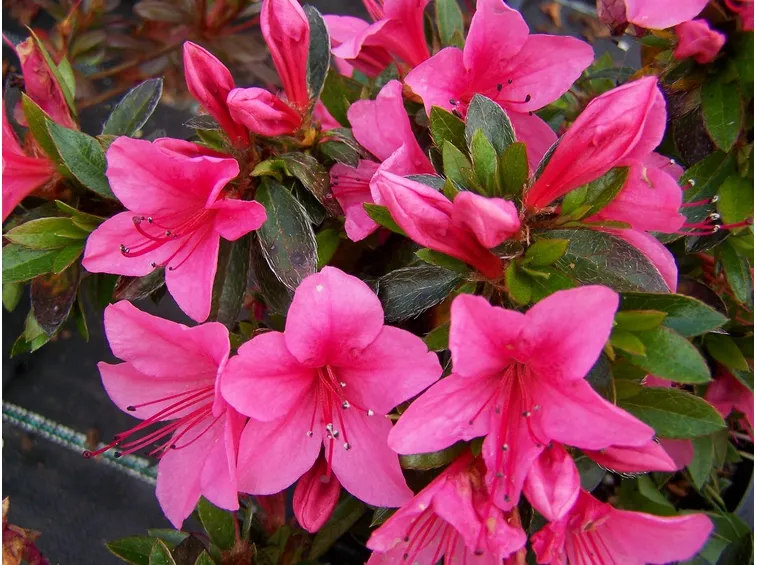 azalea rosa
