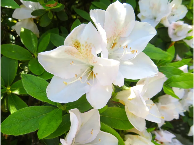azalea bianca