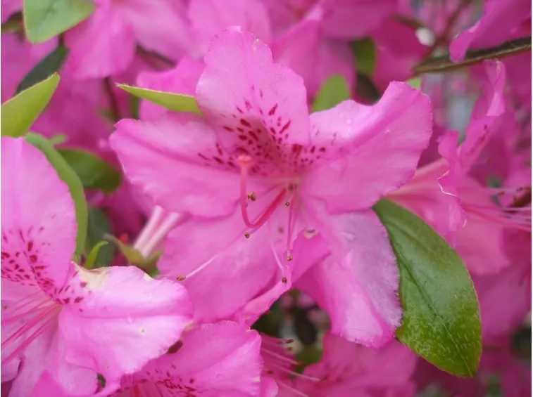 azalea fucsia