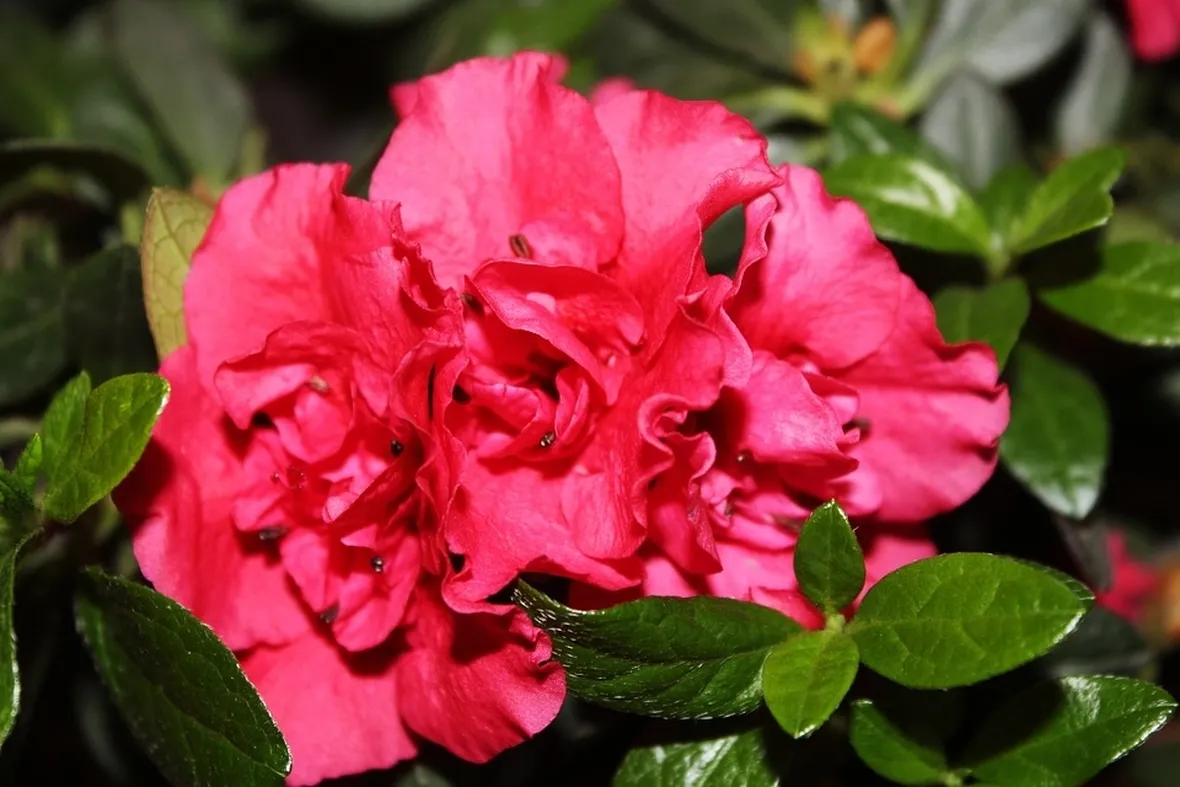 azalea fucsia in vaso