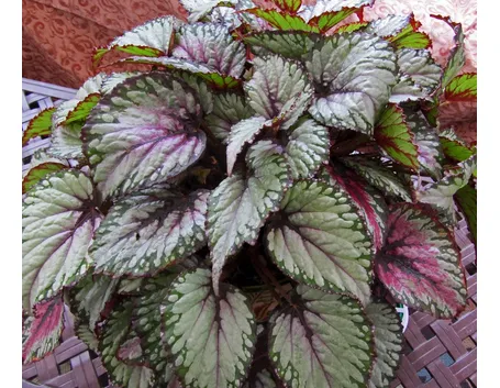 Begonia gigante