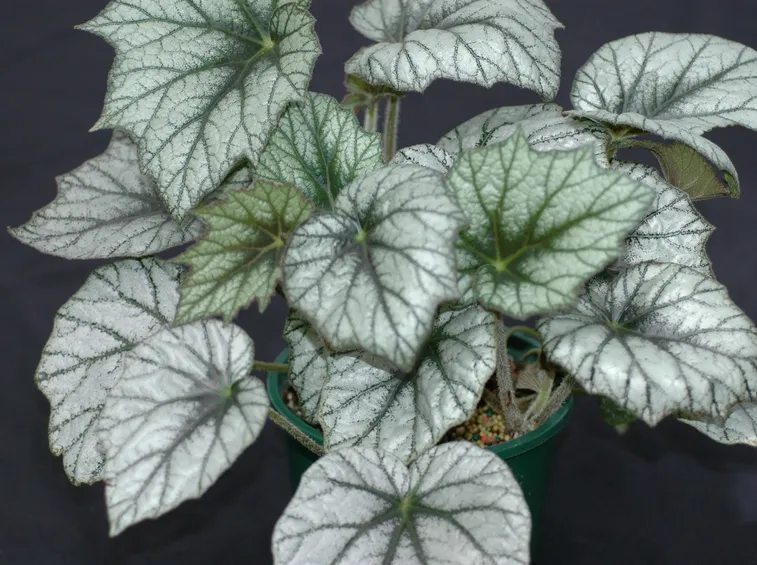 Begonia gigante