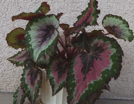Esemplare di Begonia rex