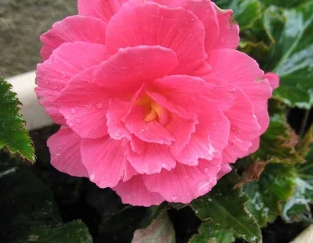 Begonia rosa