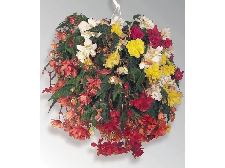 Composizione con begonie tuberose