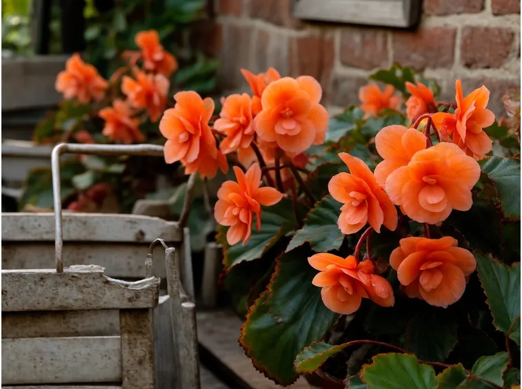Begonia tuberosa arancione
