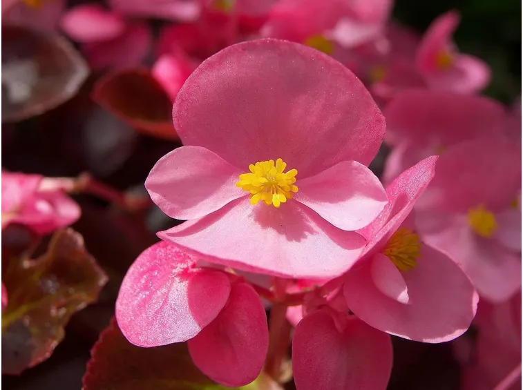 Fiore Begonia