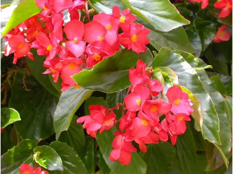 begonia grandis