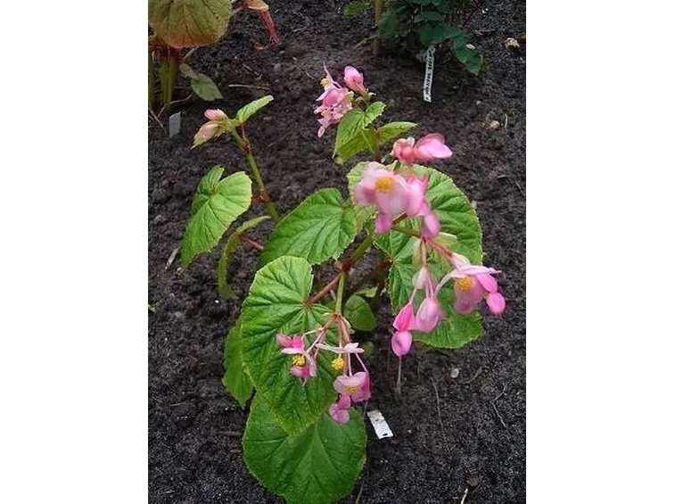 begonia sinensis