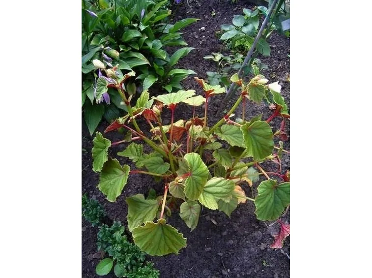 begonia grandis alba