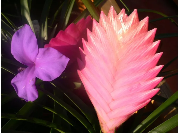 Bromelia rosa