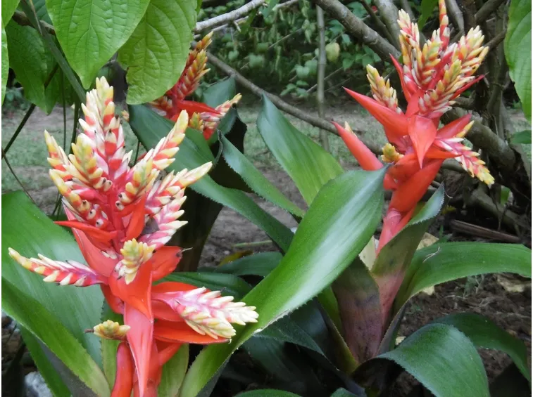 bromelia